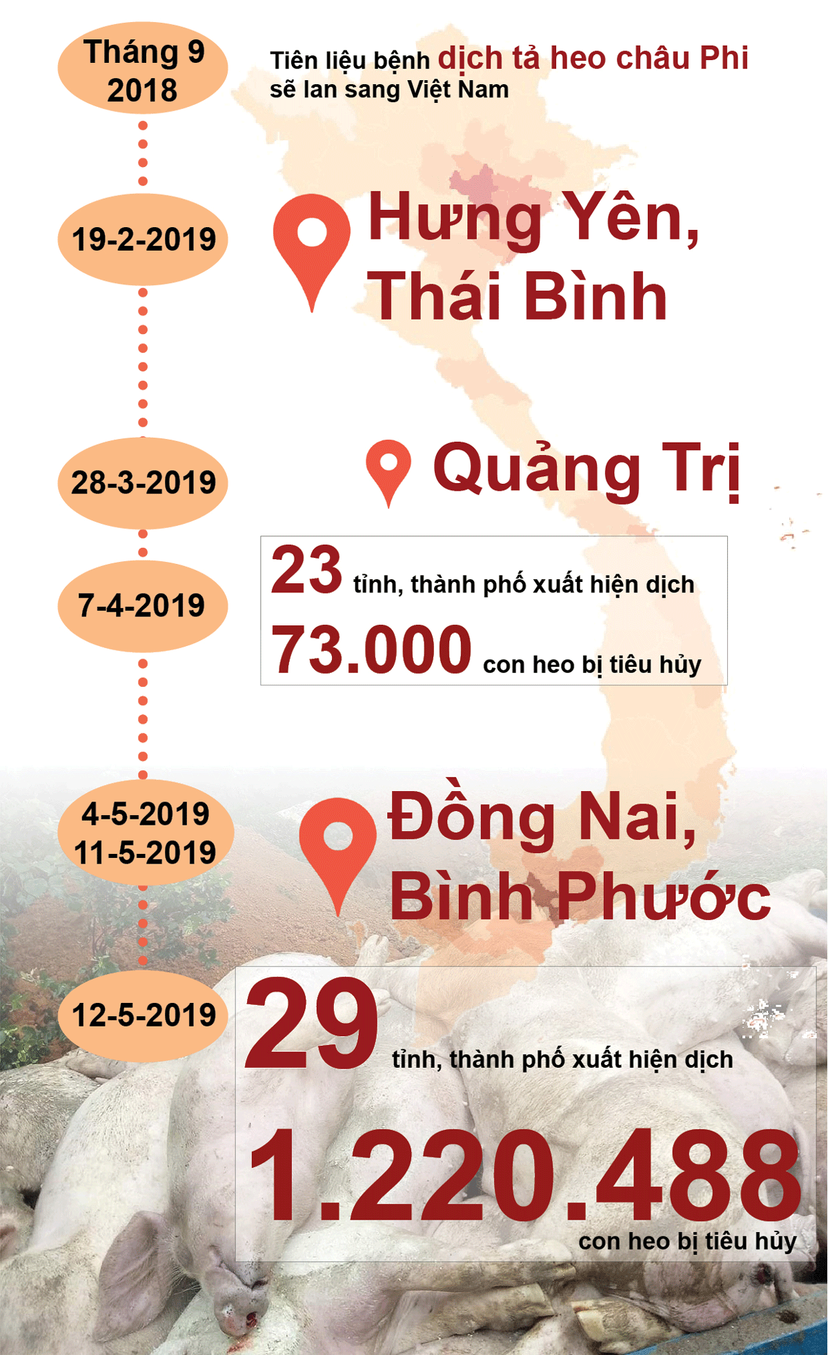 TPHCM kiểm soát giết mổ lậu, chăn nuôi nhỏ lẻ để phòng, chống dịch tả heo Châu Phi ảnh 3